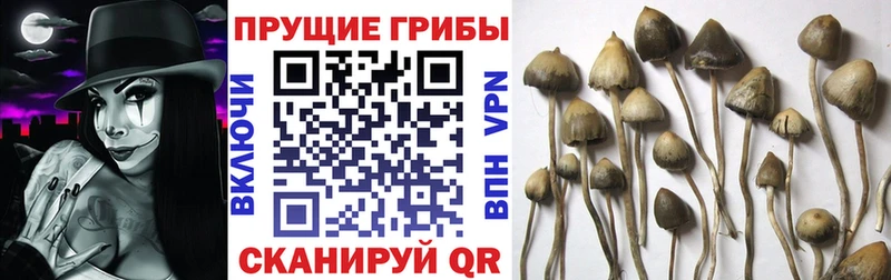 Псилоцибиновые грибы Psilocybine cubensis  darknet формула  Ессентуки 